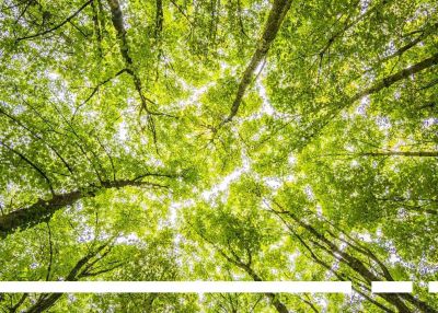 APPLICATIONS DEADLINE EXTENDED FOR CHALLENGE CALL FOR INNOVATIVE SOLUTIONS IN THE FIELD OF FOREST ECOSYSTEM RESTORATION AND GREENING