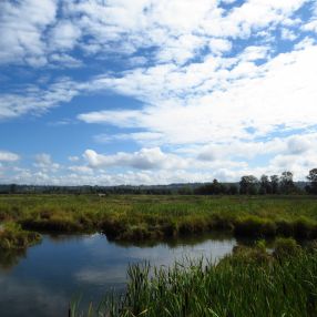 Challenge Call for Innovative Solutions for the Protection, Preservation and Revitalization of Wetland Habitats